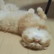 めい