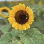 Mintoの画像