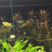 オガズ