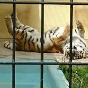 あやの画像