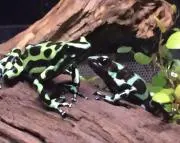 ずんだ▼⁠・⁠ᴥ⁠・⁠▼の画像