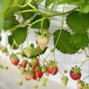 あさがお