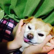 Aily