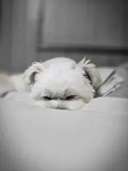 Kの画像