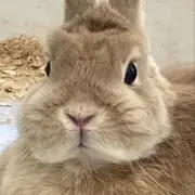 ウサコの画像