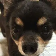 こたしゃんの画像