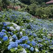 ながーがの画像