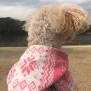トイプーめいの画像