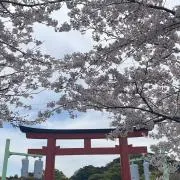 りゅうたんの画像