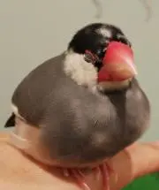 きいろ