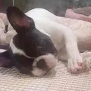 チップ