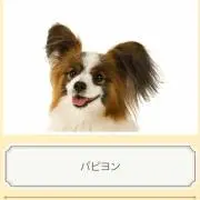 てんpの画像