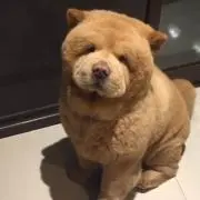 chiaraの画像