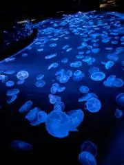 子沢山ママ