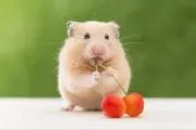 sky.ham