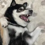 たつぽんの画像