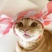 ゆみりんご❗️9/24まで発送不可❗️の画像