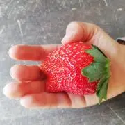 ヨモギ屋