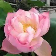 Keme☆の画像