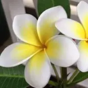 プルメリア☆の画像
