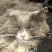 Tomcatの画像