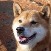 ゆしろ