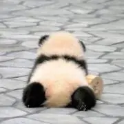 玲菜の画像