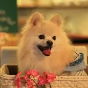 Silvinの画像
