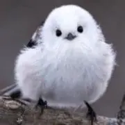 シヅキンの画像