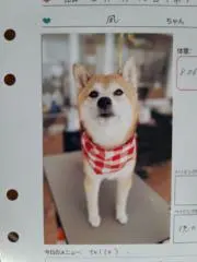 凪波の画像