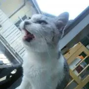 ありたん