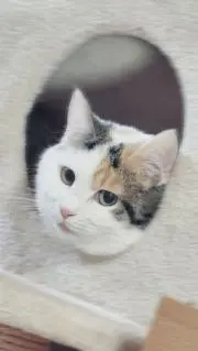 OKAKAの画像