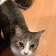 むいむいの画像