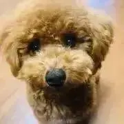 Ninosatoshiの画像