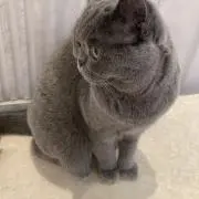 くまの画像