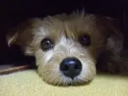 kamechanの画像