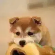 ワンコロ