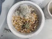 花鶴の画像