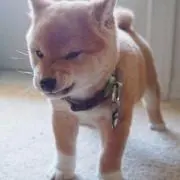 ぼすふく