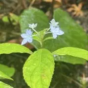 kumamamaの画像