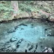 ルピナス
