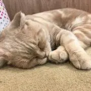 おもちの画像
