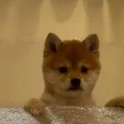 おむれつ【即購入可】の画像