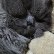 きららの画像