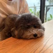 4432の画像