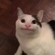 ぬっこの画像