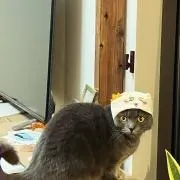 くるりーぬ。