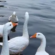 シュウマイ/匿名配送☆の画像