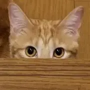 とるちんの画像