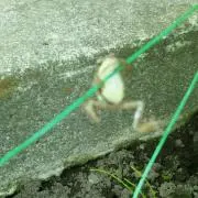 しの